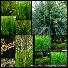 Lomandra Mixed Variety Pack x 6 Plants 3 Types Hardy Native Grasses Border Shade to full sun Erosion Control Water Pond Drought Frost Resistant Grass Mat Rush 